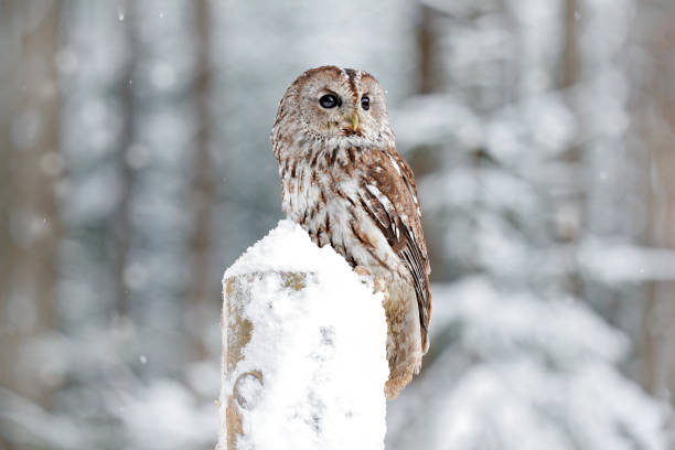 Winter forest with Tawny Owl snow during winter, snowy forest in background, nature habitat. Wildlife scene from cold winter. stock photo