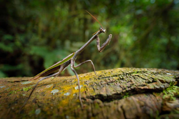Praying Mantis, Stagmatoptera sp, Yasuni National Park, Amazon, Ecuador. Nice green camouflage green animal from jungle. Mantis in the nature jungle forest habitat.