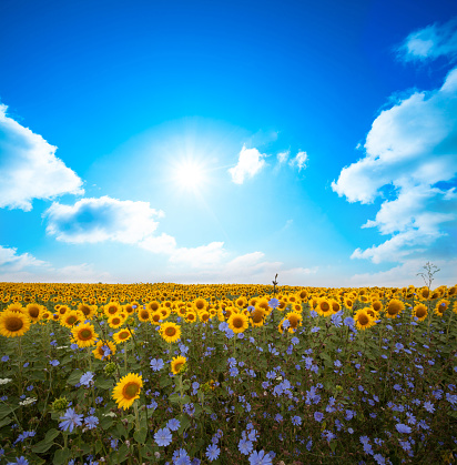 Beautiful landscape with sunflower field cloudy blue sky