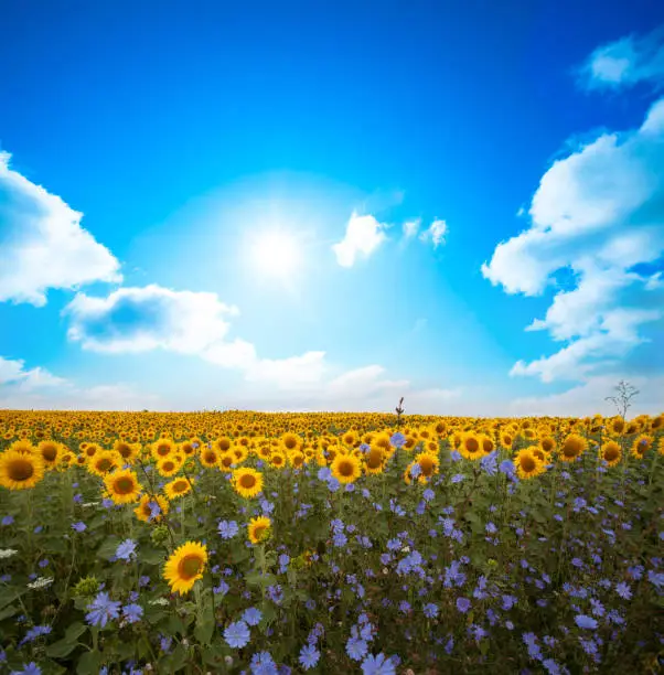 Photo of landscape with sunflower