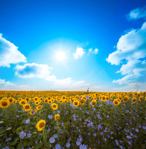 landscape with sunflower - ukraine nature imagens e fotografias de stock