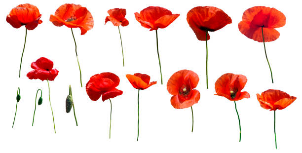 istock Set of flowers poppies 1358209018
