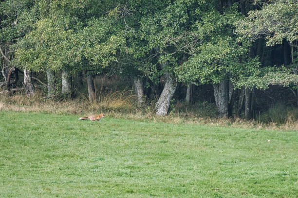 istock a fox in a meadow looking for cover in the undergrowth. 1358209301