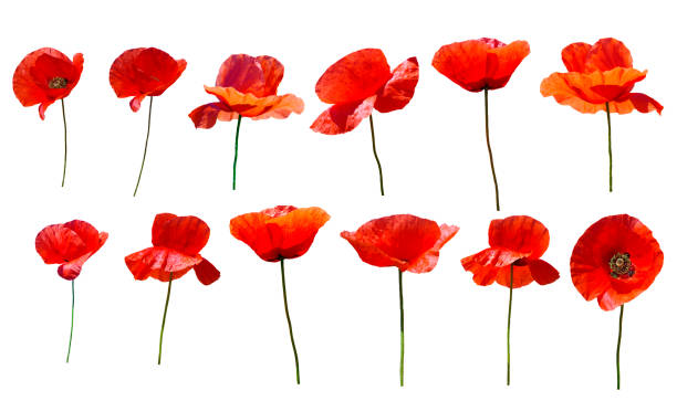 istock Set of flowers 1358209434