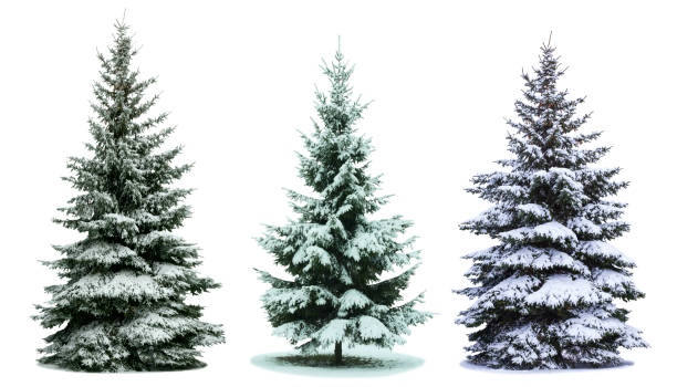 istock Christmas trees in snow 1358209442