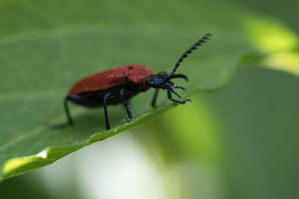 istock crawling beetle on a flower in macro photography. 1358209516