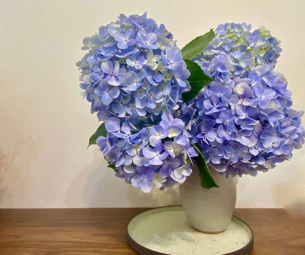 istock Ceramic Vase of Blue Purple Hydrangeas 1358211743