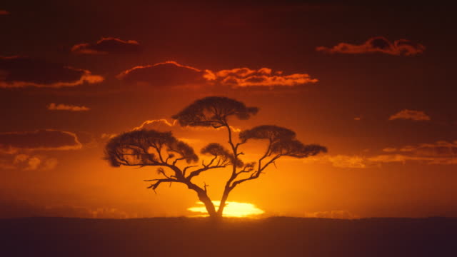 Africa. Sun inferior mirage. African timelapse sunrise. Acacia tree.