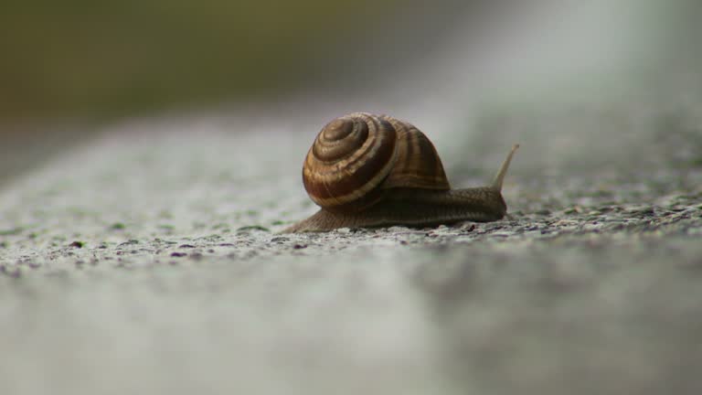 fast snail