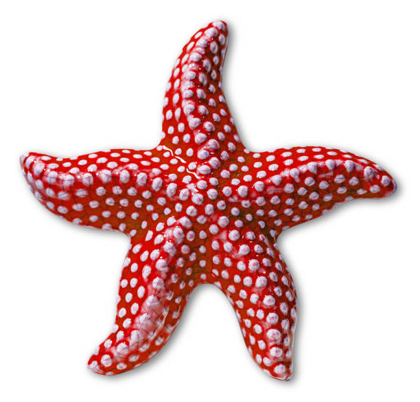Closeup of a red and white starfish isolated on white background with shadows.