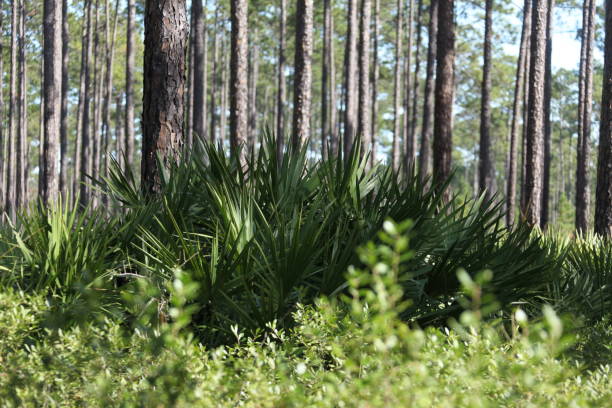 palmetto oder sabal minor gruppierung in natürlicher umgebung im florida park - palmetto stock-fotos und bilder