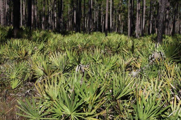 palmetto oder sabal minor gruppierung in natürlicher umgebung im florida park - palmetto stock-fotos und bilder