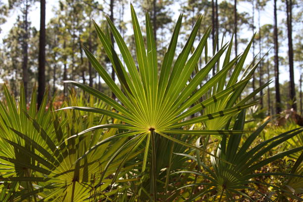 플로리다 공원에서 자연 환경에서 팔메토 또는 사발 마이너 그룹 - palmetto 뉴스 사진 이미지