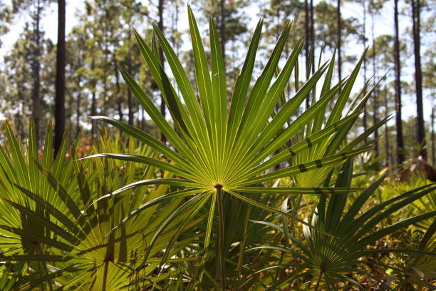 istock Palmetto or sabal minor grouping in natural setting in Florida Park 1358213434