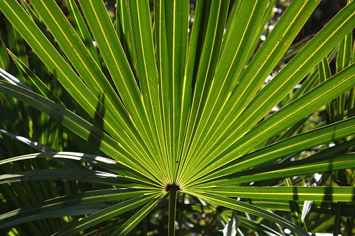 In the public parks in the city of Santa Cruz there is a great diversity of palm trees due to the climate and some of the parks gives an impression of a jungle. Santa Cruz in the major city on the Spanish Canary Island Tenerife.