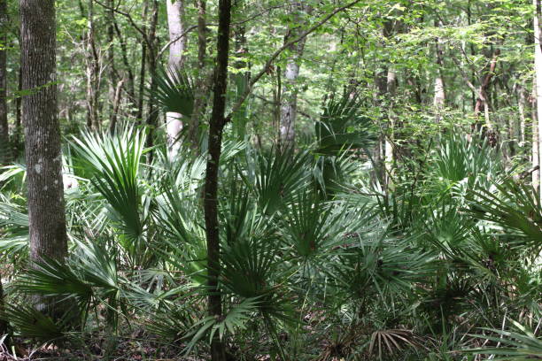 palmetto oder sabal minor gruppierung in natürlicher umgebung im florida park - palmetto stock-fotos und bilder