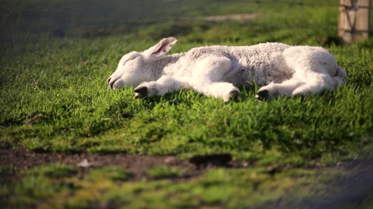 Sunbathing Lamb