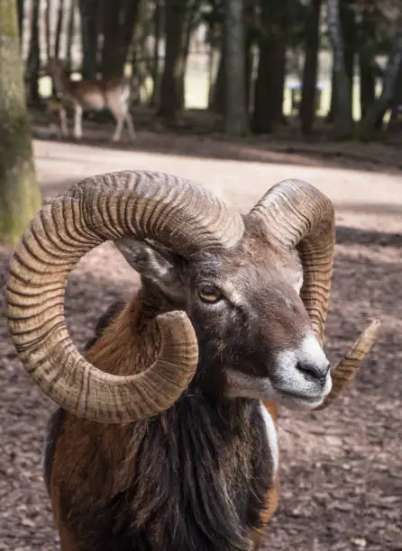 An Ibex with beautiful horns