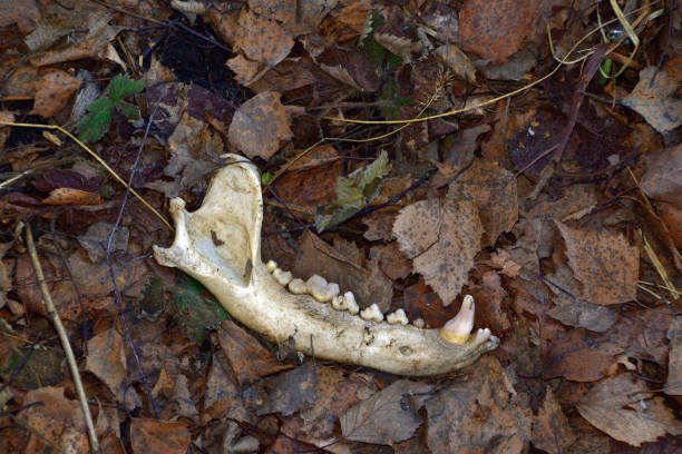 istock Time-polished white canine jaw bone lies 1358216746