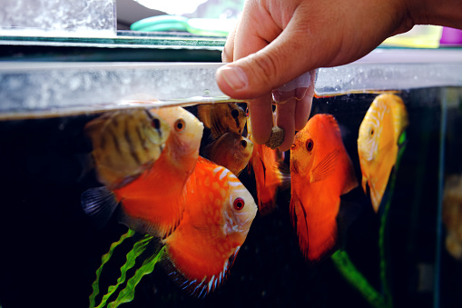 Man hand feeding aquarium fishes. The fishes gathered around his hand he dipped into fish tank water