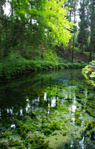 istock Spring water of Aso Shirakawa water source 1358218030