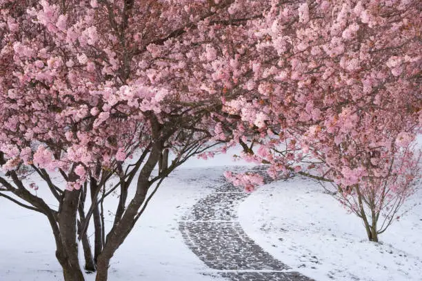 Photo of Winter meets spring