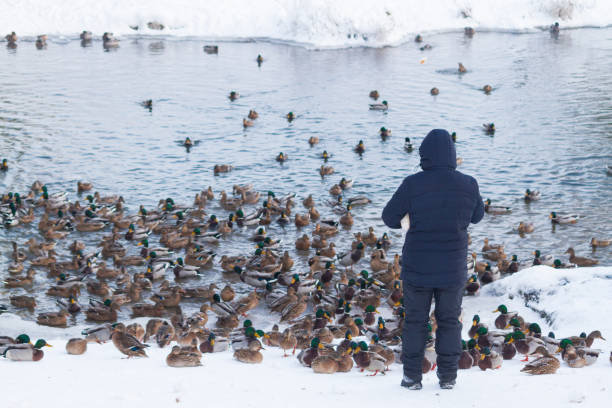 istock Man feeds ducks on cold winter day. Hungry ducks on winter day and man feeds them. 1358218309