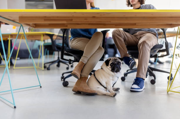 istock Pug dog below the desk next to young start up workers 1358219365