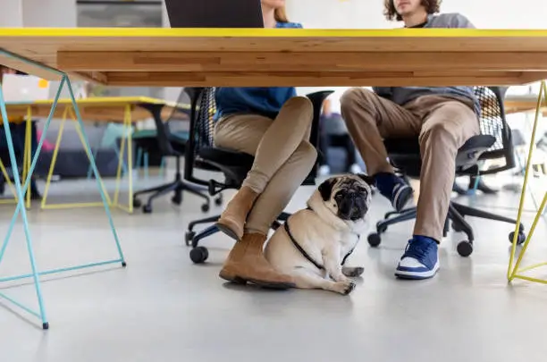 Photo of Pug dog below the desk next to young start up workers