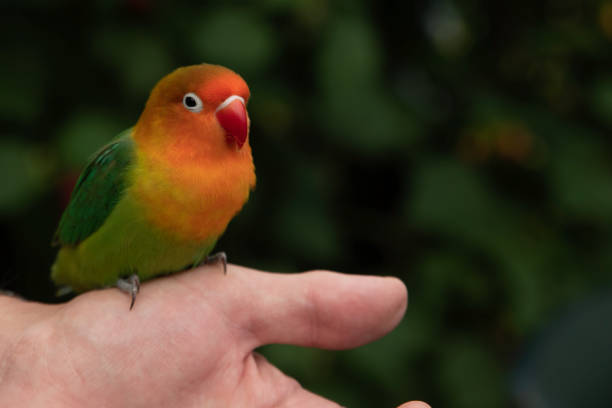 istock a parrakeet bird sitting on hand of a man 1358219372