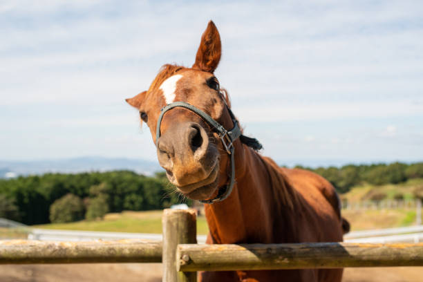 istock Horse photo 1358219590