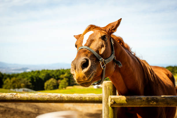 istock Horse photo 1358219662