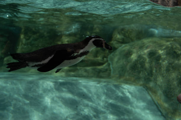 pinguins humboldt - jackass penguin penguin zoo swimming animal - fotografias e filmes do acervo