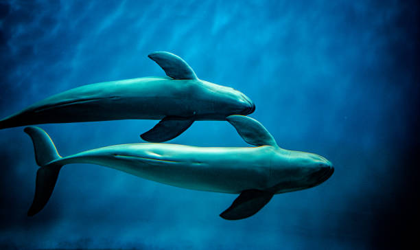 snameri • - two dolphins zdjęcia i obrazy z banku zdjęć