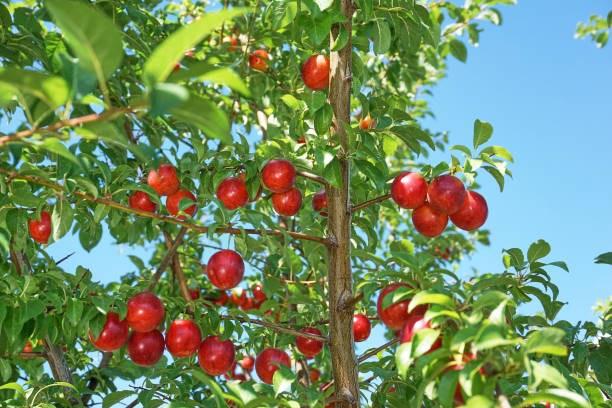 istock Fresh and organic plum fruits 1358220683