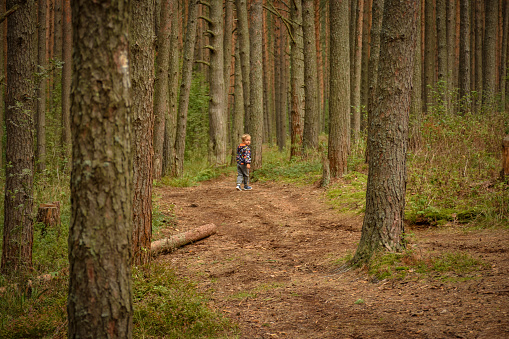 a child in a coniferous forest, a pine forest, a child among tree trunks in the forest