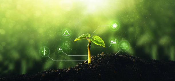 istock Resources for renewable, sustainable development.Environment and ecology concept.Young  plant growing at sunlight with energy icons. 1358221435