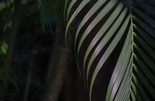 istock tropical leaf, abstract green leaf texture, nature background 1358221562