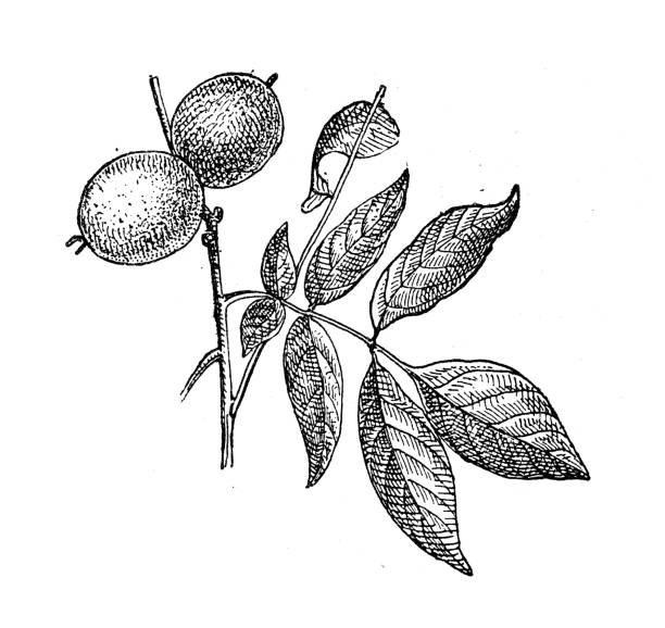 illustrazioni stock, clip art, cartoni animati e icone di tendenza di illustrazione antica: noce - walnut tree