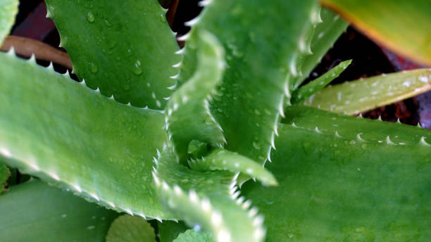 istock Aloe Vera Plant 1358222856
