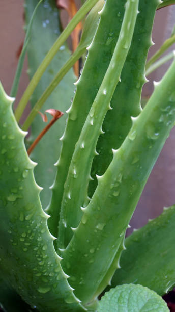 istock Aloe Vera Plant 1358222864