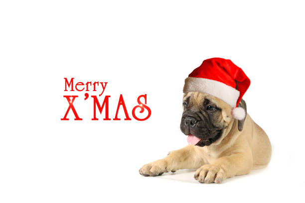 greeting card with group of puppy bullmastiffs with christmas hats