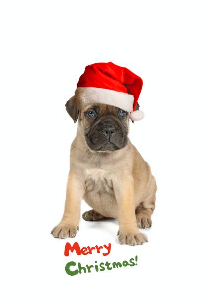 istock Christmas puppy card 1358223432