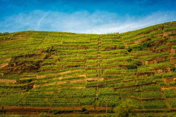 steep vineyard at Mosel River in Germany stock photo