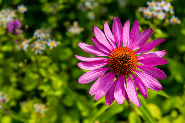 istock single flower with purple petals 1358224957