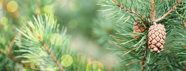 istock christmas background with pine branch and bokeh 1358225180