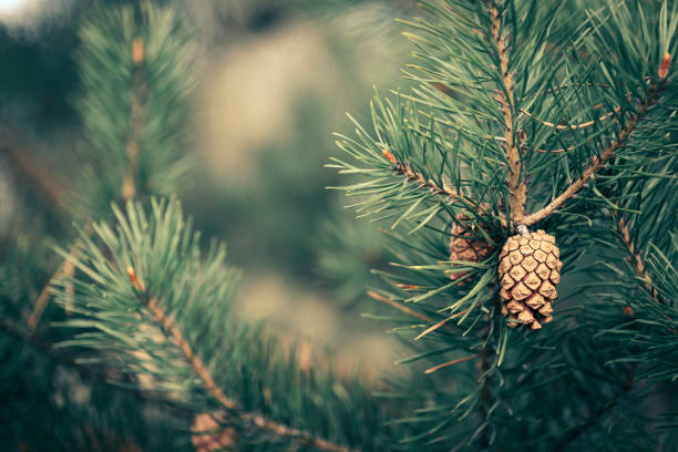 istock background with pine branches and cones, christmas background, vintage processing 1358225365