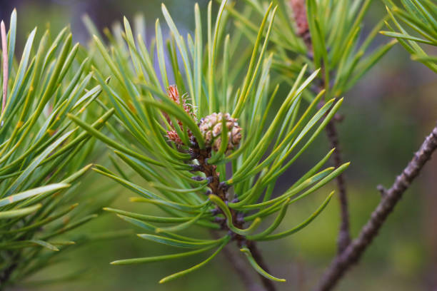 istock Young pine cones on a pine branch in the forest, selective focus. 1358226612