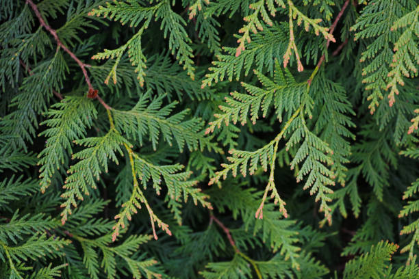 istock The juniper bush close up. Background. Juniper branches growing in the park. 1358226980