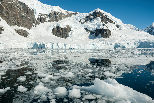 Mammal is resting on iceberg